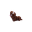 Highland Cow