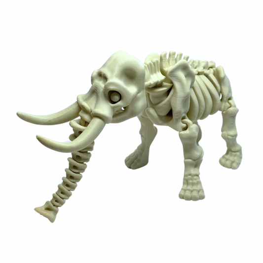 Elephant Skeleton