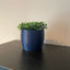 Simple Plant Pot